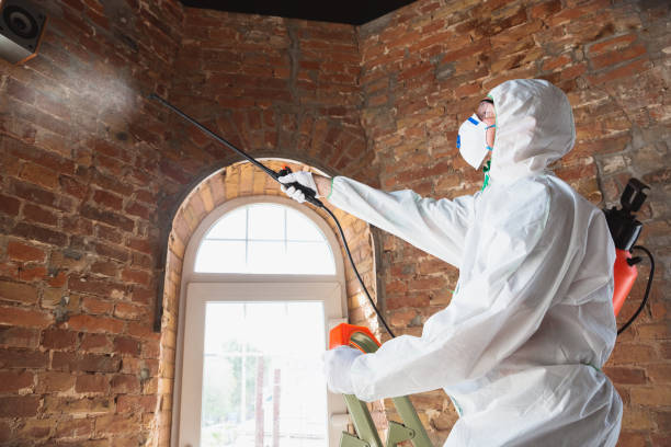 Why You Should Choose Our Mold Remediation Services in Fleetwood, PA