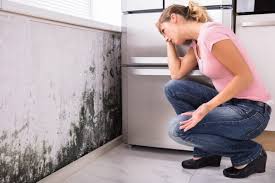 Best Mold Odor Removal Services  in Fleetwood, PA